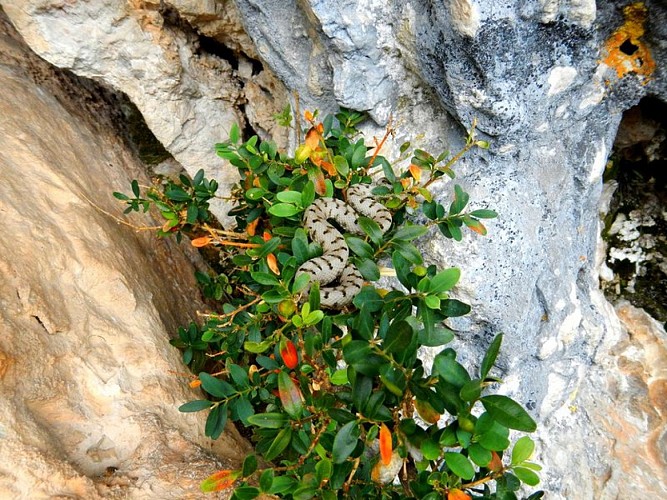 Vipère Aspic sur un buisson