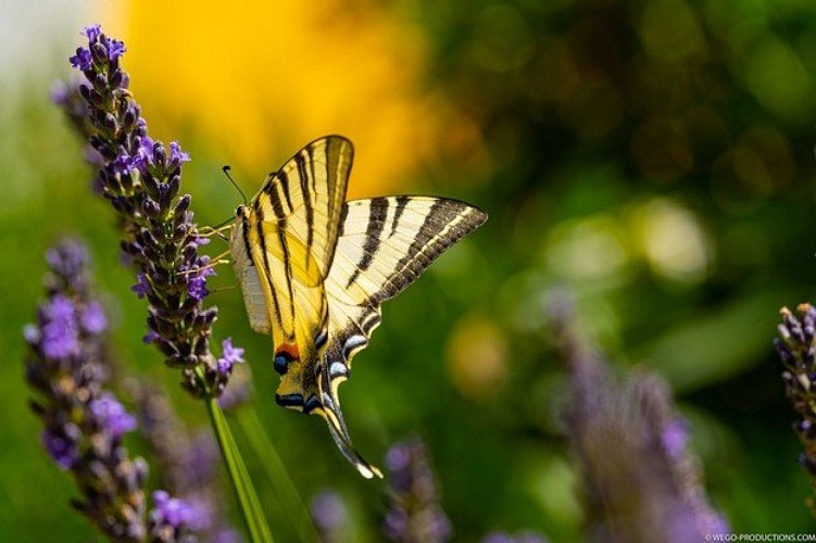 Un flambé en train de butiner une fleur de lavande