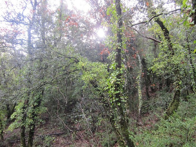 Chênaie âgée du Petit Luberon