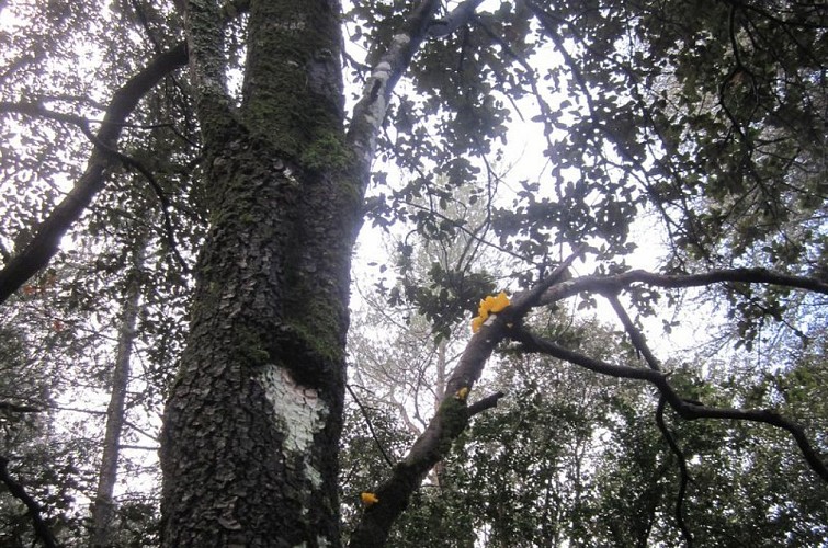 Arbre âgé support de biodiversité