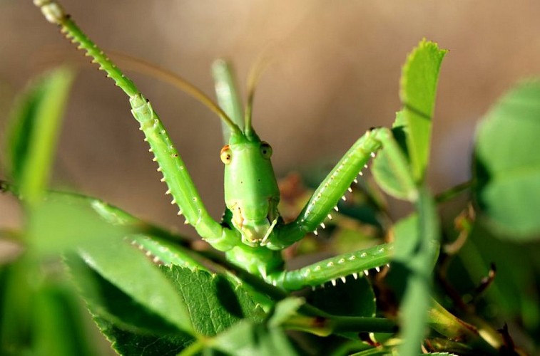 Magicienne dentelée