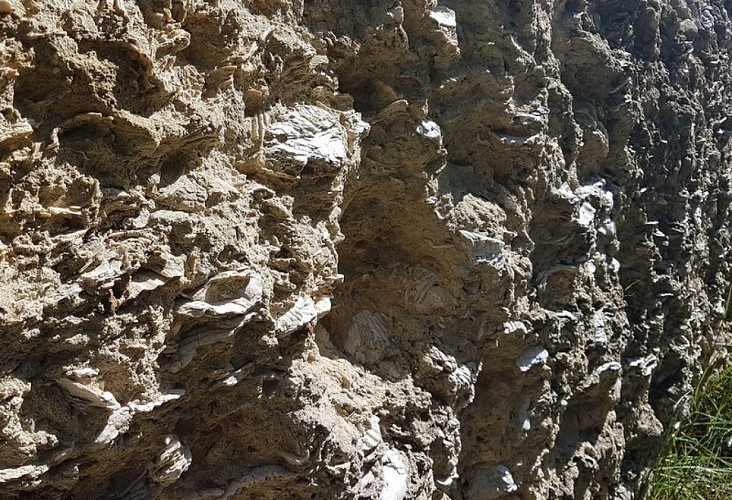 Huîtres fossilisées