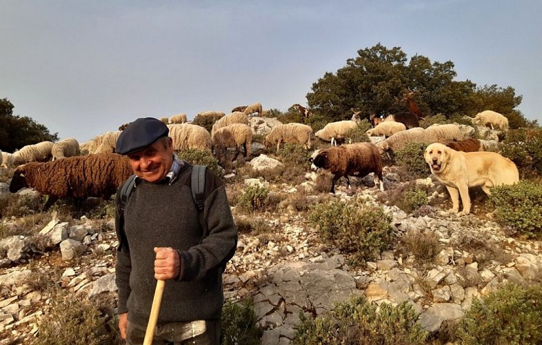 Berger et troupeau du Petit Luberon
