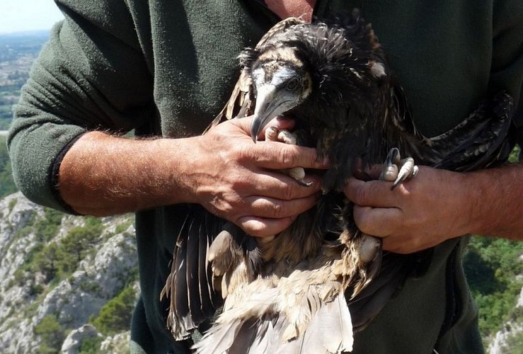 Baguage de Vautour percnoptère