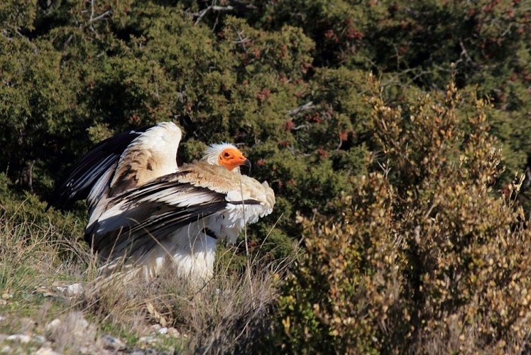 Vautour percnoptère