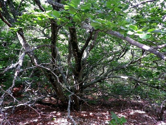 Hêtre sur le flanc nord du Petit Luberon