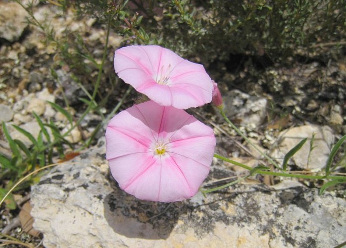 Liseron des Cantabriques