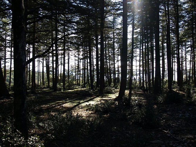Cèdres du Petit Luberon