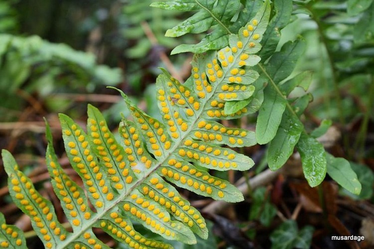 Polypode vue du dessous