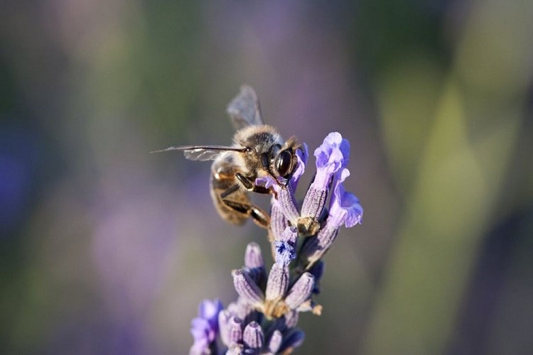 Abeille butinant sur lavandin