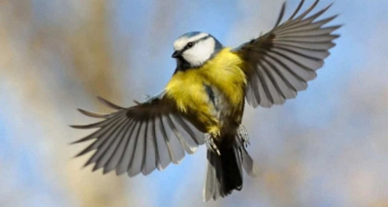 La mésange charbonnière