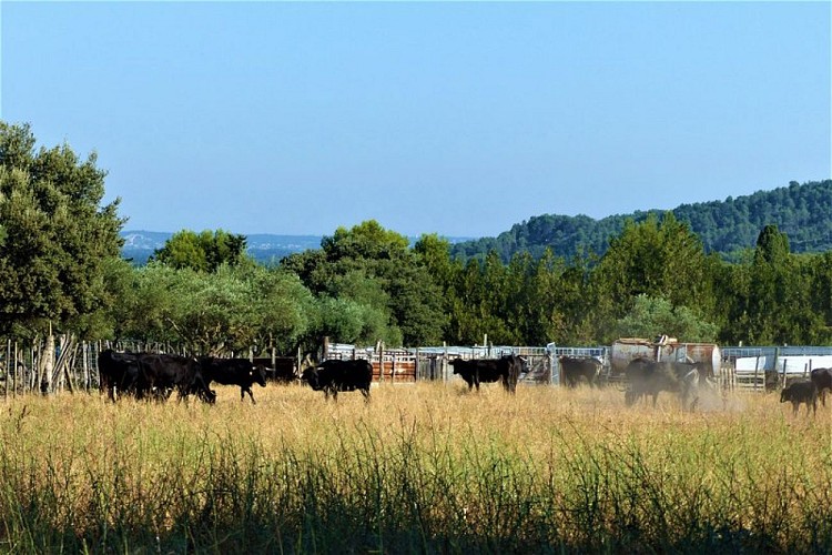 Manade de taureaux de Camargue