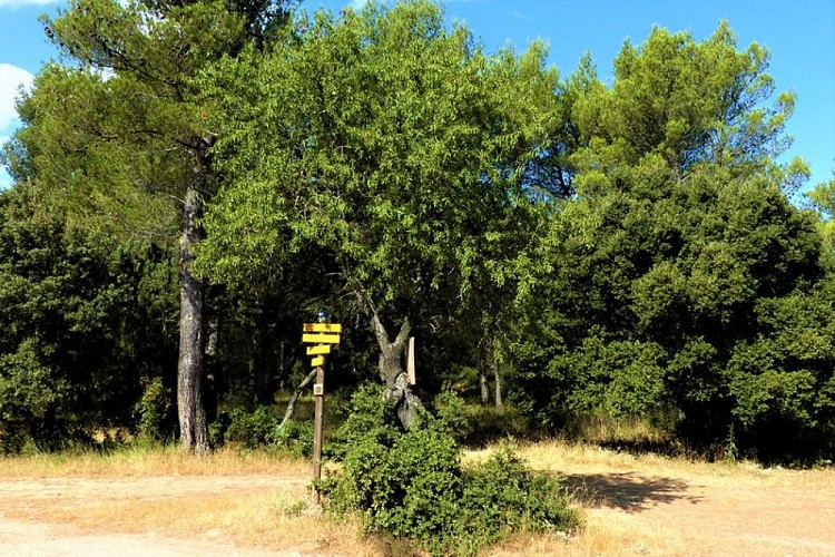 Amandier solitaire à la croisée des chemins