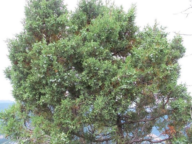 Genévrier thurifère