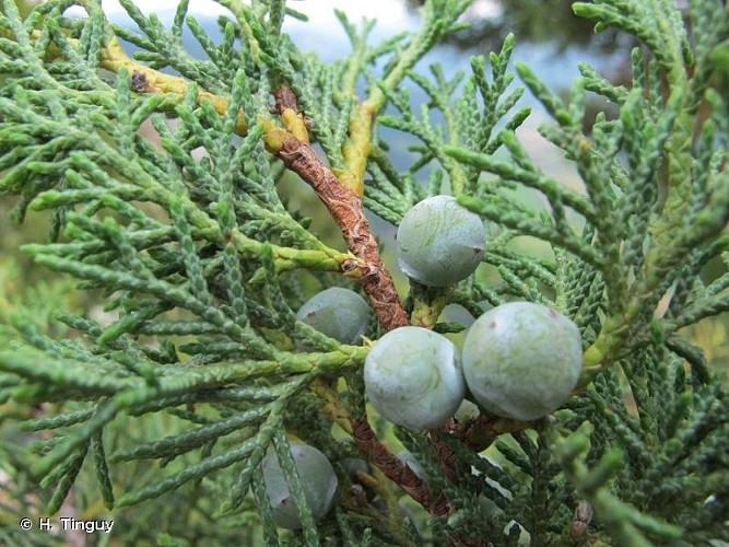 Branche de Genévrier thurifère