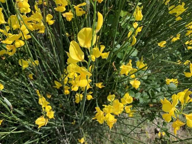Fleur du Genêt d'Espagne