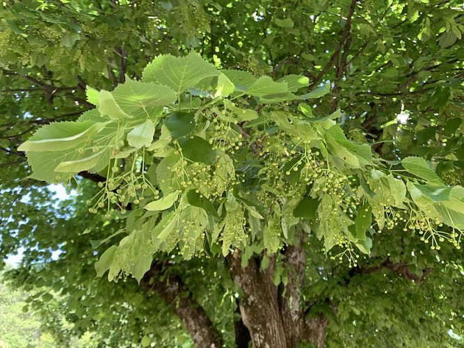 Fleurs et feuilles du tilleul