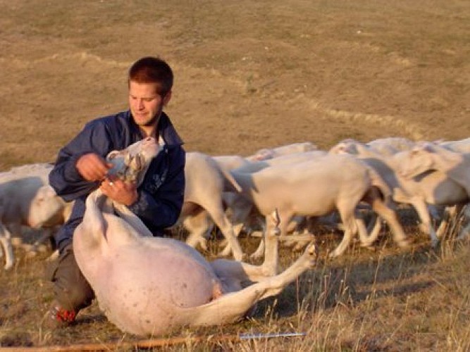 Agriculteur et son troupeau