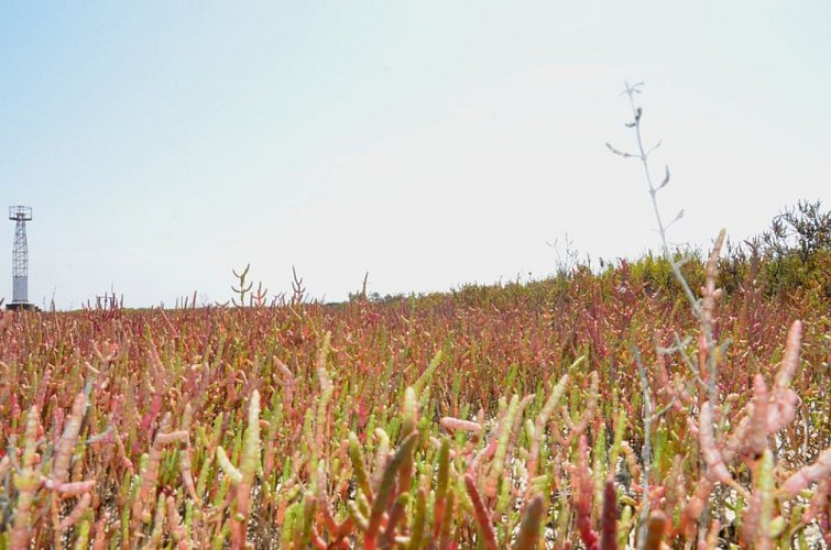 Plantes halophiles de sansouire
