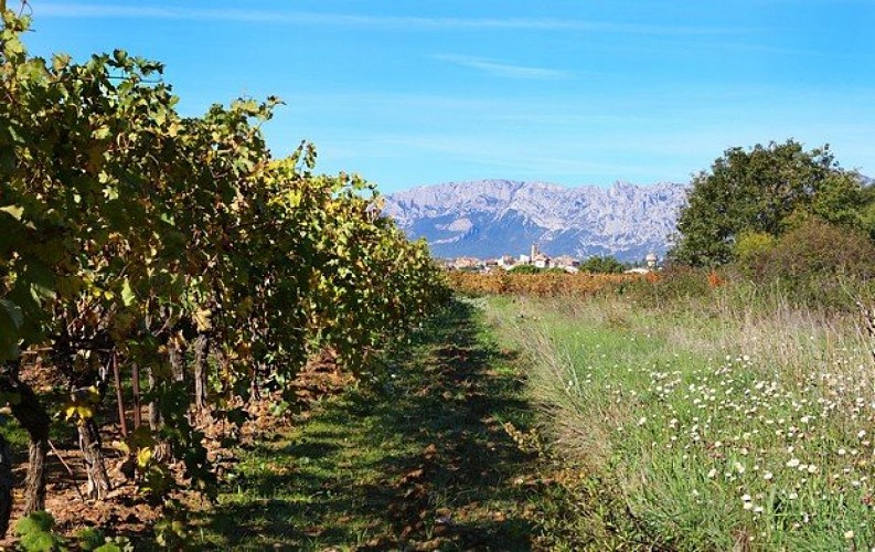 Les vignes avec le village et la Sainte-Victoire au fond
