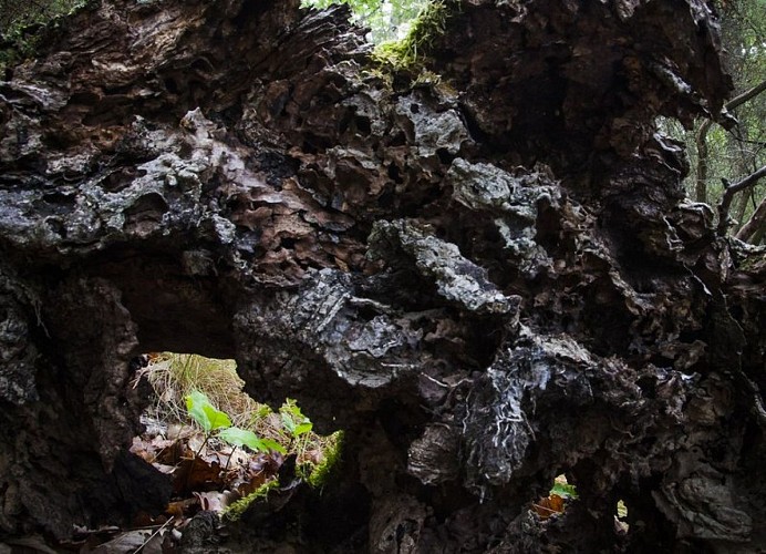 Vieille souche de chêne sessile