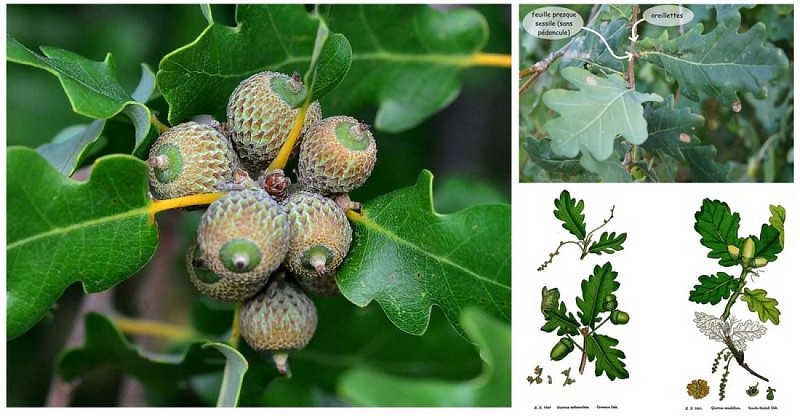 Illustration Chêne sessile