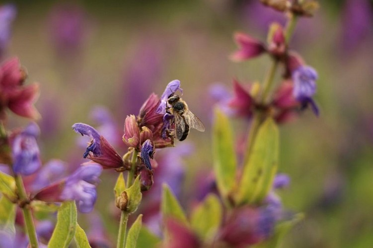 Abeille butinant une fleur de sauge