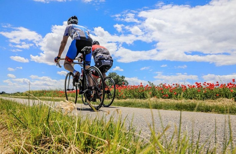 Champ de coquelicots