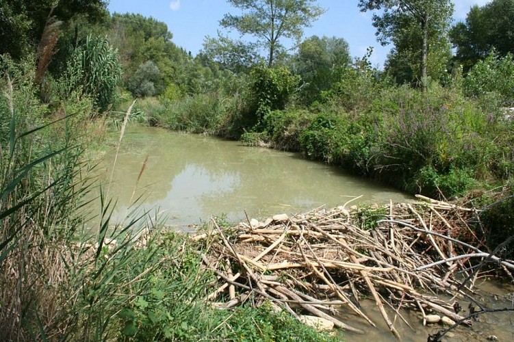 Barrage de castor sur le Calavon-Coulon
