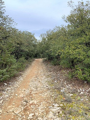 Traversée de la chênaie