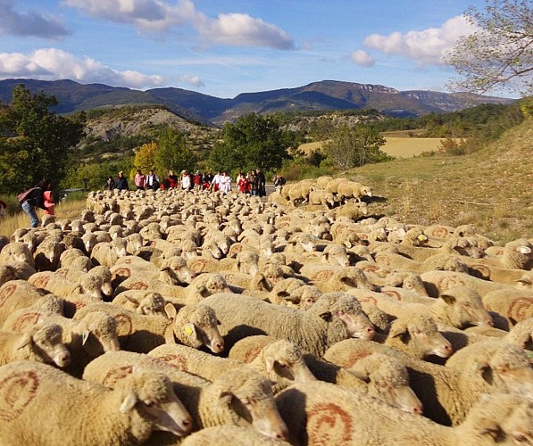 Troupeau de brebis à Rosans