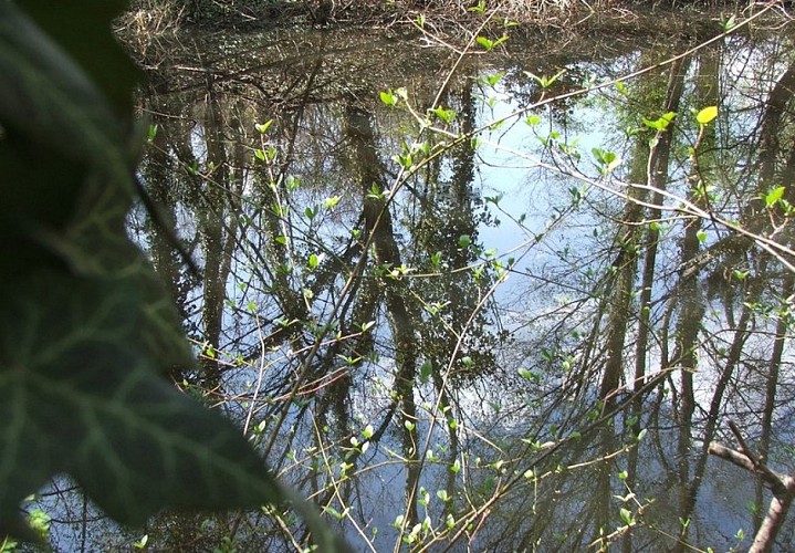 Milieu humide en bord de Dôa