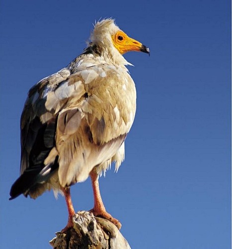 Vautour percnoptère