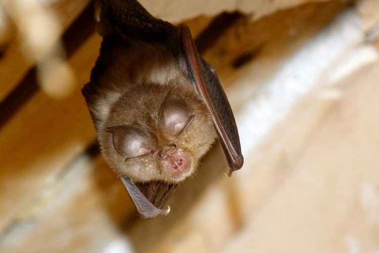 Petit Rhinolophe