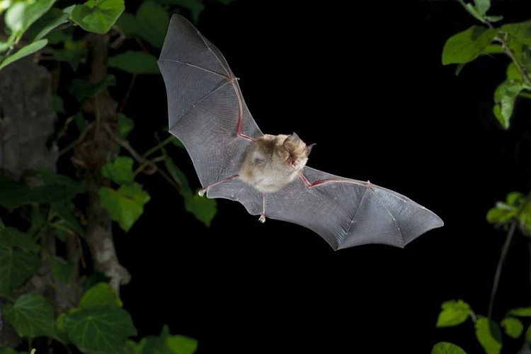 Petit Rhinolophe