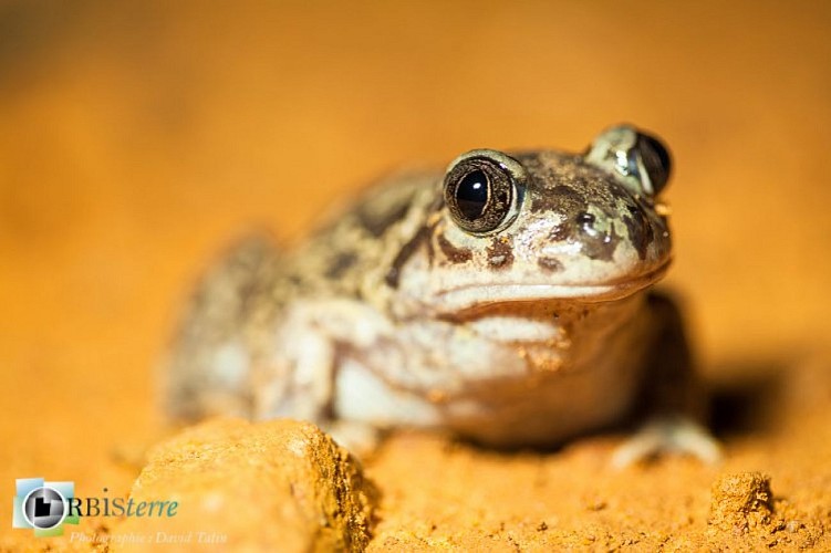 Le pélobate cultripède ou crapaud à couteaux