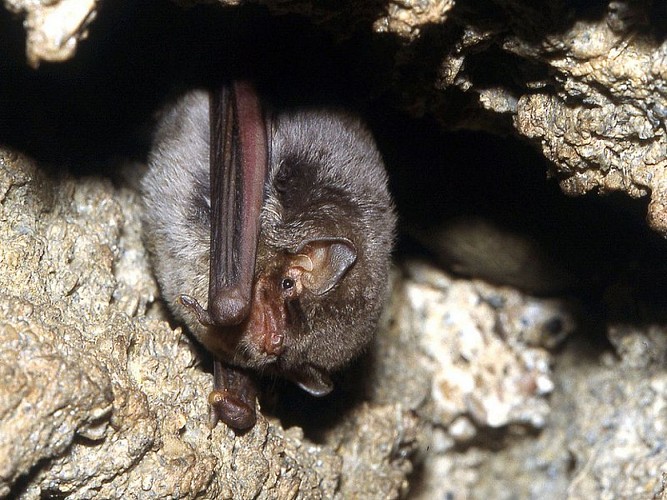 Minioptère de Schreibers