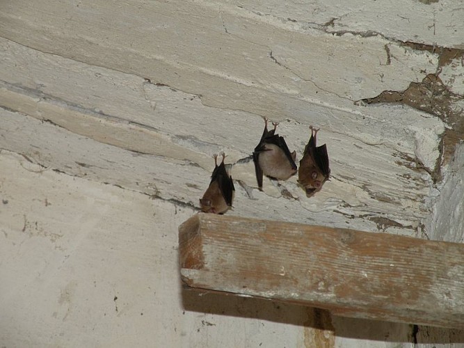 Femelles gestantes dans un cabanon