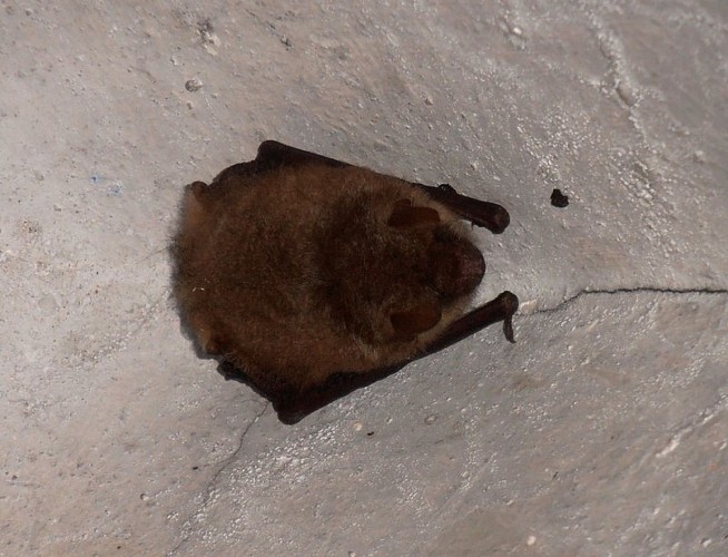 Chauve-souris