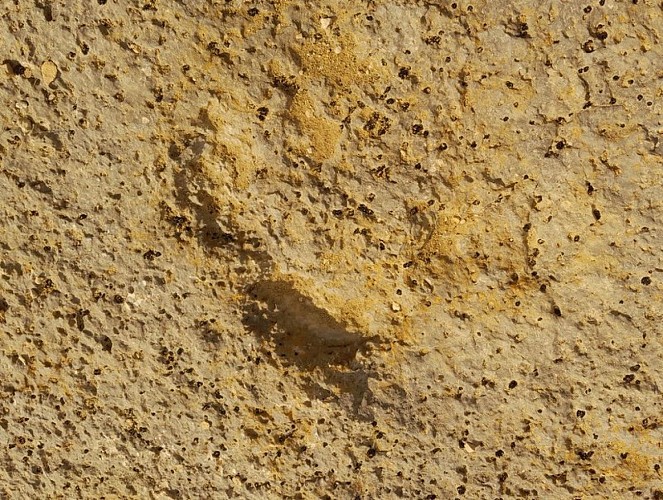 Empreinte à 3 doigts de rhinocéros primitif