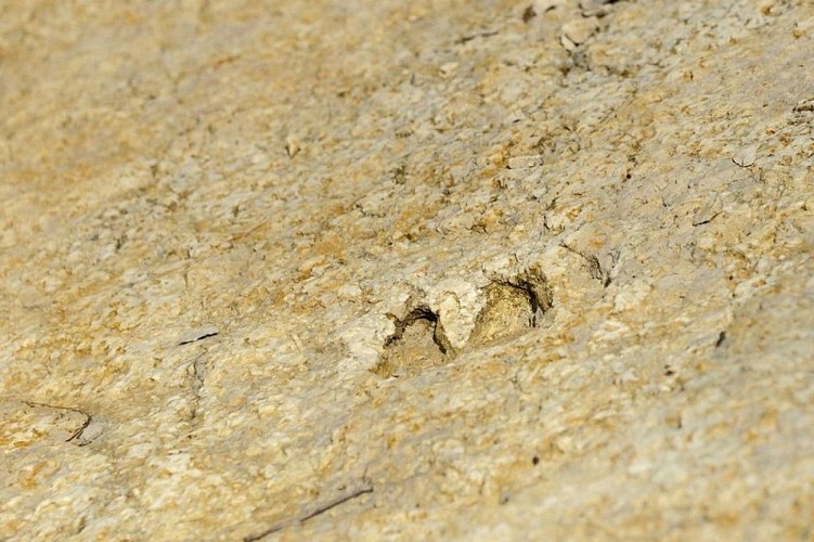 Empreinte à 2 doigts de chevrotain