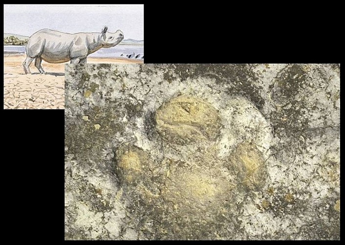 Empreinte à 3 doigts de rhinocéros primitif