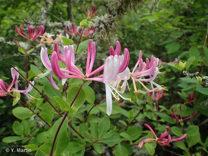 Chèvrefeuille d'Etrurie