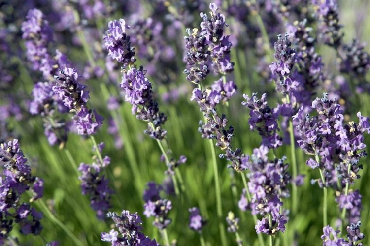 Lavande