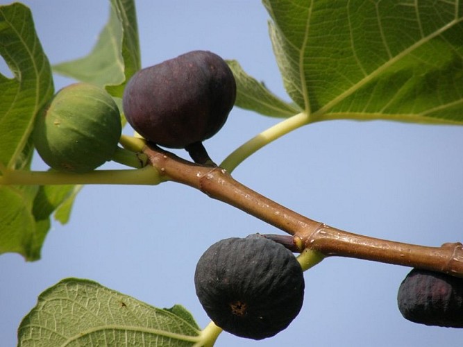 Figues