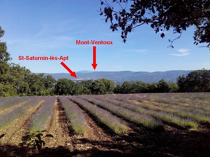 Mont-Ventoux (1909 m) et Saint-Saturnin-lès-Apt au pied des Monts-de-Vaucluse