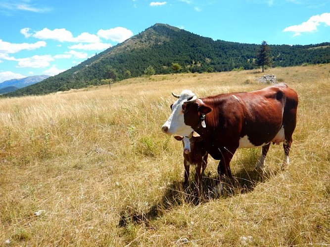 La vache et son veau