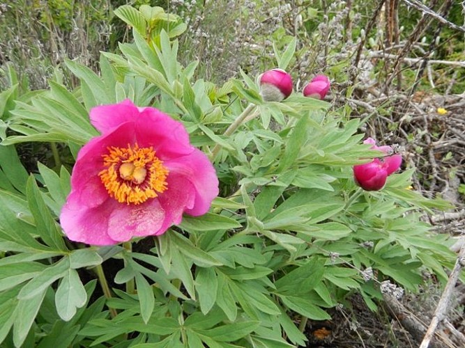 Pivoines officinales