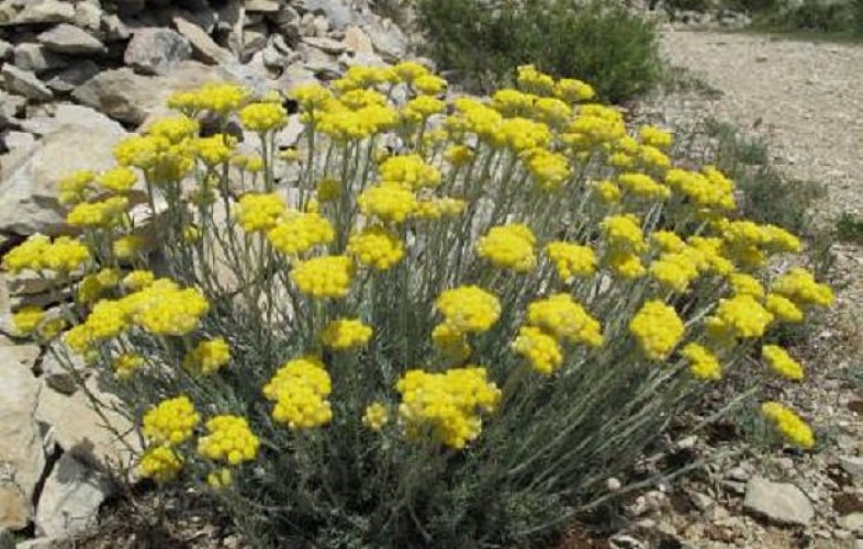 Helichrysum