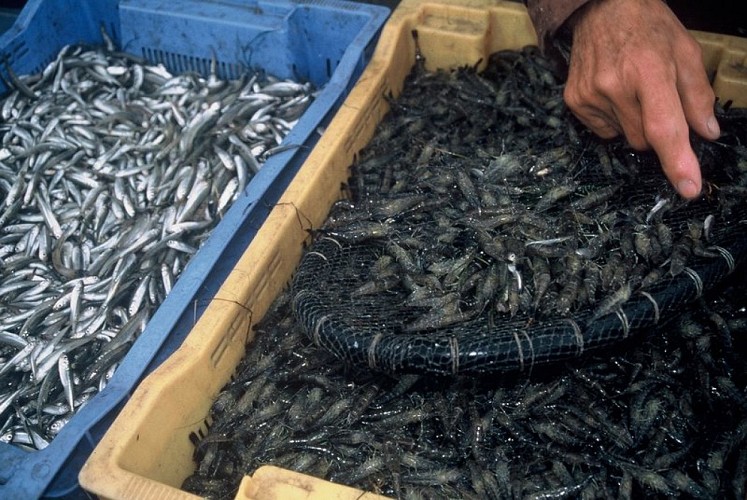 Crevettes grises